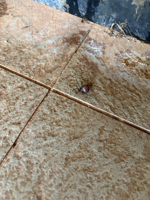 A beetle on the pool deck
